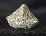 Paraspirifer bownockeri (STEWART 1927) - Bild &copy; FossNet FossilienStore